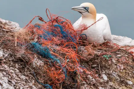 bird with rubbish nest